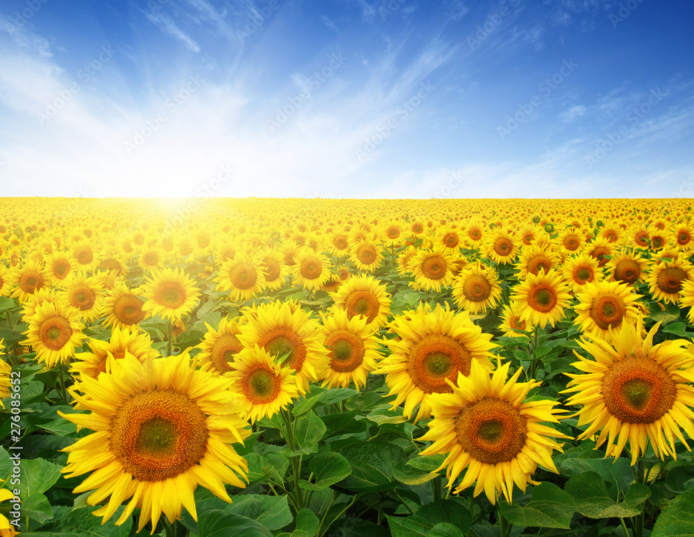Fototapeta premium field of sunflowers