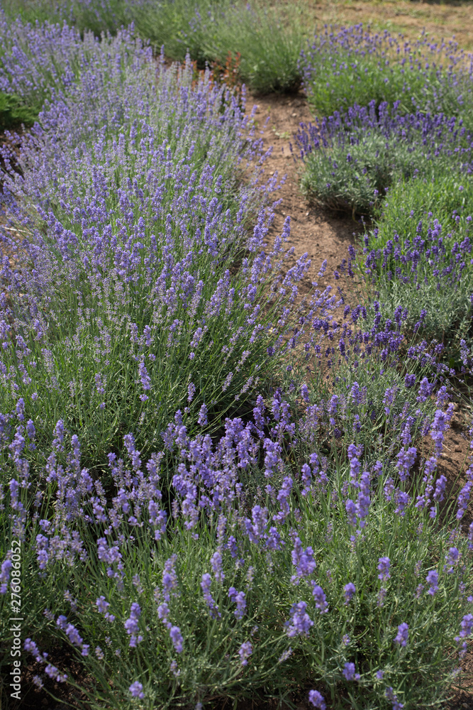 Obraz premium Blooming beautiful flowers of Lavender or Lavandula swaying in the wind on the field. Harvest, perfume ingredient, aromatherapy.