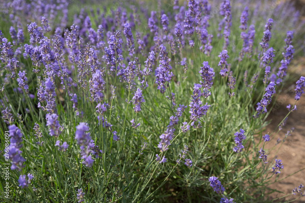 Fototapeta premium Kwitnące piękne kwiaty lawendy lub lawendy kołyszącej się na wietrze na polu. Zbiory, składnik perfum, aromaterapia.