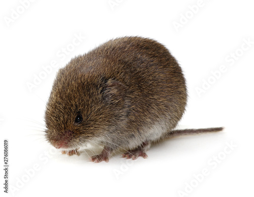 Mouse isolated on white