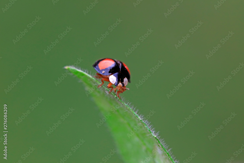 Fototapeta premium Lady beetles on plant leaves