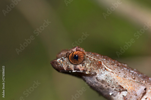 Horned frog, Megophrys ancrae, Namdapha Tiger Reserve, Arunachal Pradesh, India