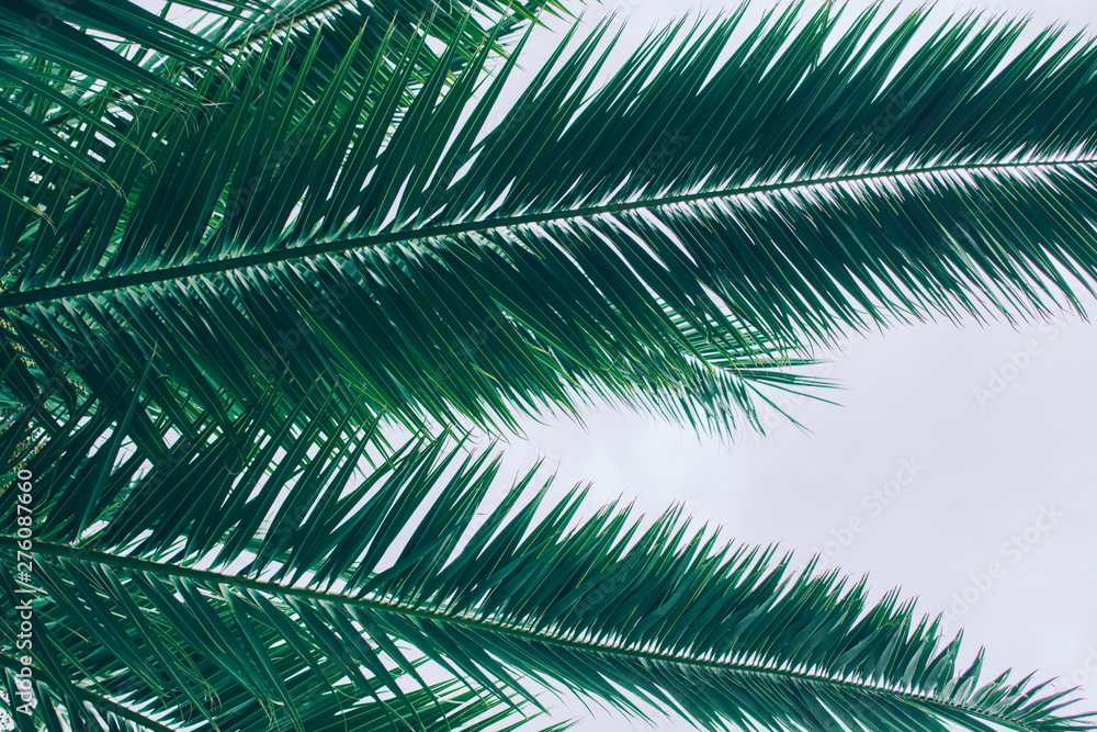 Palm tree leaf. Palm tree leaf.