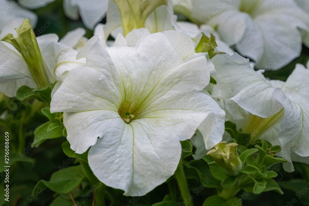 flower white petunia closeup view flower white petunia closeup view