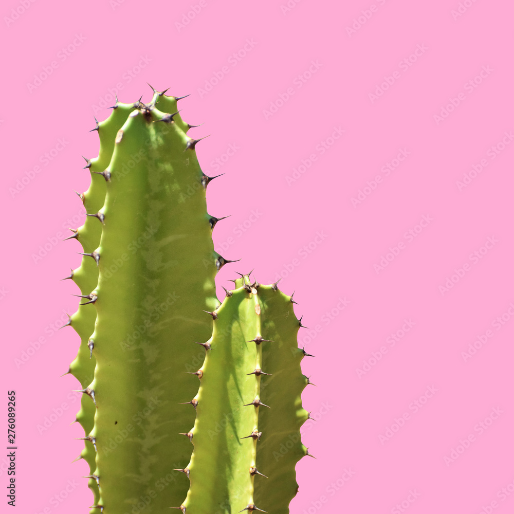 Naklejka premium Cactus silhouette in the pink background