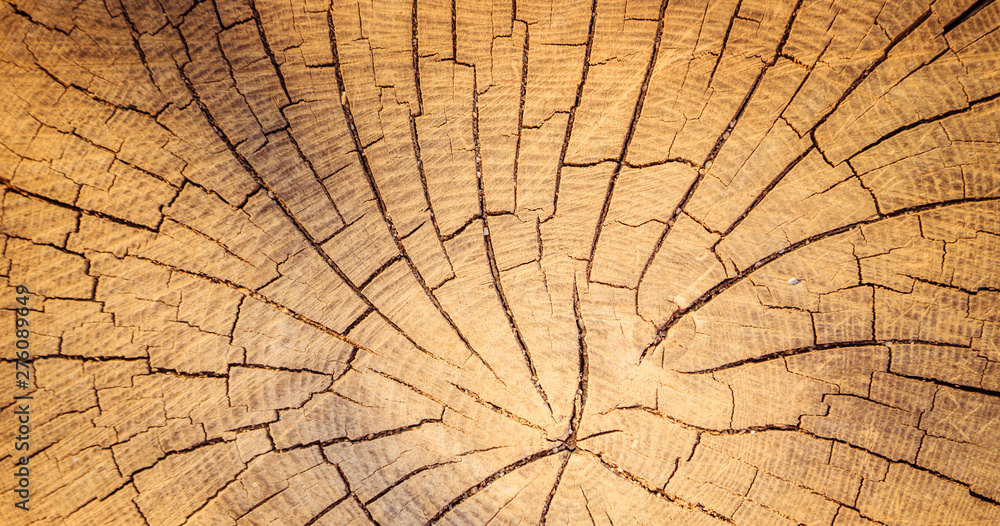 Wooden background image: tree stump, close up - obrazy, fototapety, plakaty 
