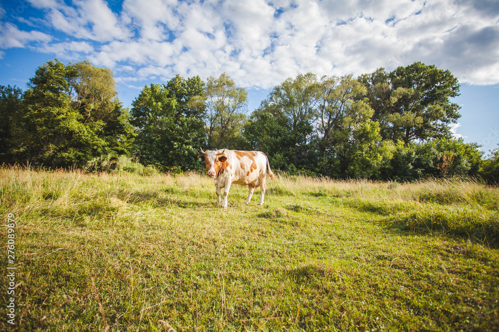 Naklejka premium cows at summer green field with a beautiful blue sky with clouds