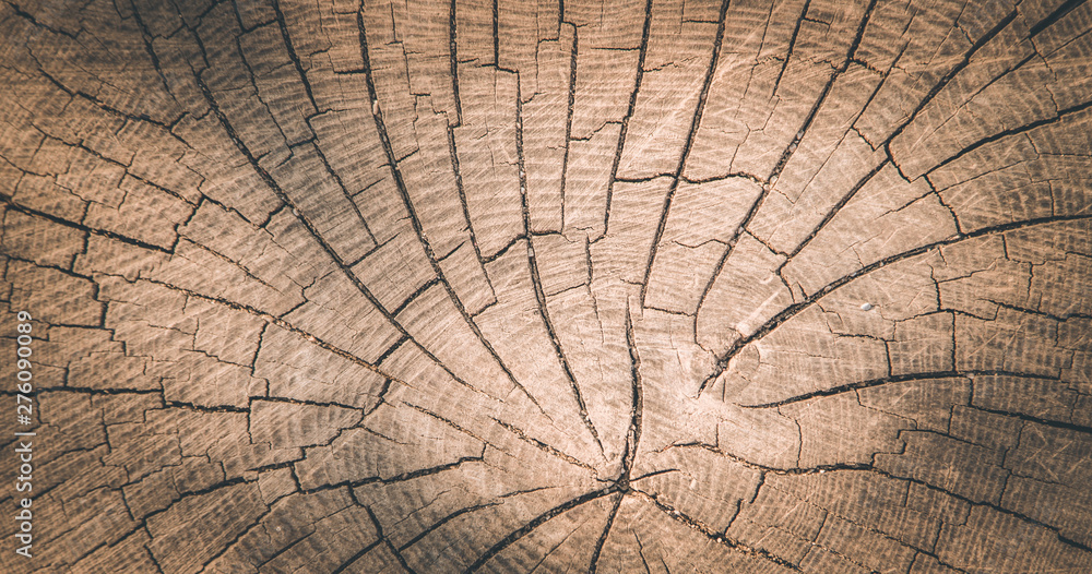 Fototapeta premium Wooden background image: tree stump, close up