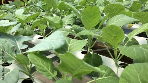 A lettuce aquaponics system in a greenhouse. photo