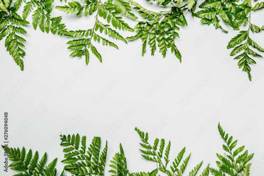Fern leaves on white background Fern leaves on white background