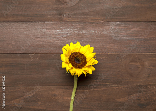 Fototapeta Naklejka Na Ścianę i Meble -  Bright sunflower on wooden background
