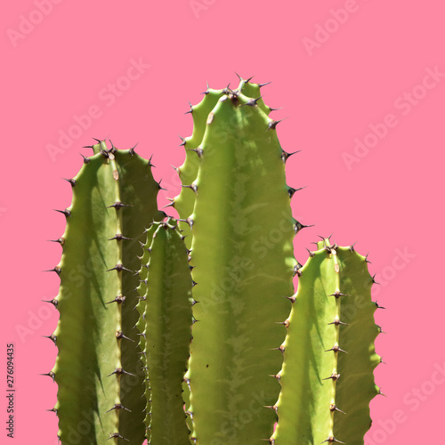 Cactus silhouette in the pink background