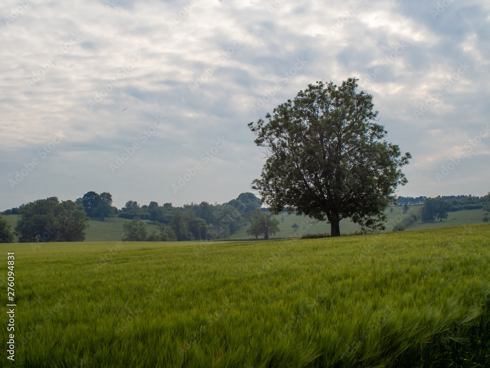 Obraz premium OLYMPUS DIGITAL CAMERA