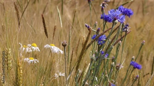 Getreidefeld im Wind