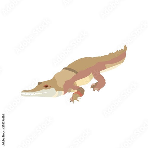 Cartoon tropical crocodile isolated on white background. Wild reptile alligator character. Vector