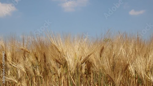 Getreidefeld im Wind