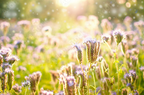 Blossoming bee pasture in the sunlight. Violet-flowering Phacelia. Meadow flowers that bloom purple and blue. Purple Flower of Lacy Phacelia Tanacetifolia, close up. Blue tansy - honey plant, attracti photo