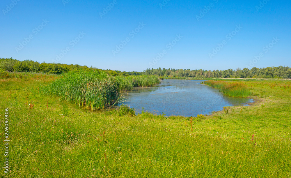 The edge of a pond in a green grassy field with flowers below a blue sky in sunlight in summer