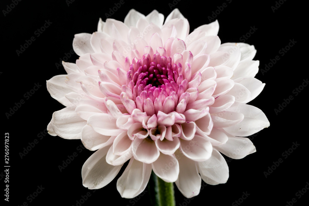 Beautiful blooming chrysanthemums