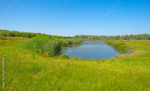 The edge of a pond in a green grassy field with flowers below a blue sky in sunlight in summer