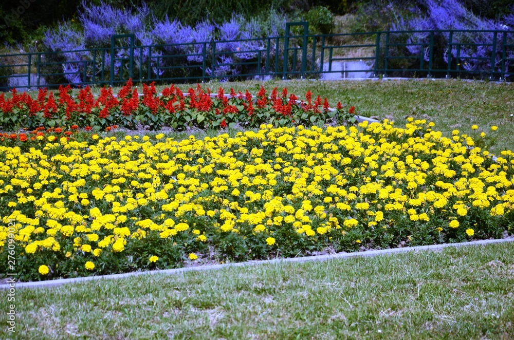 Obraz premium Molenbeek-Saint-Jean : Parterre de fleurs au square Machtens (Bruxelles-Belgique)
