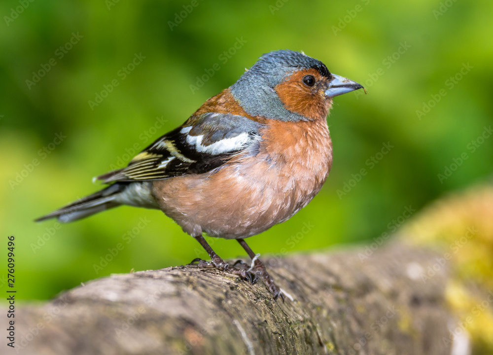 finch finch
