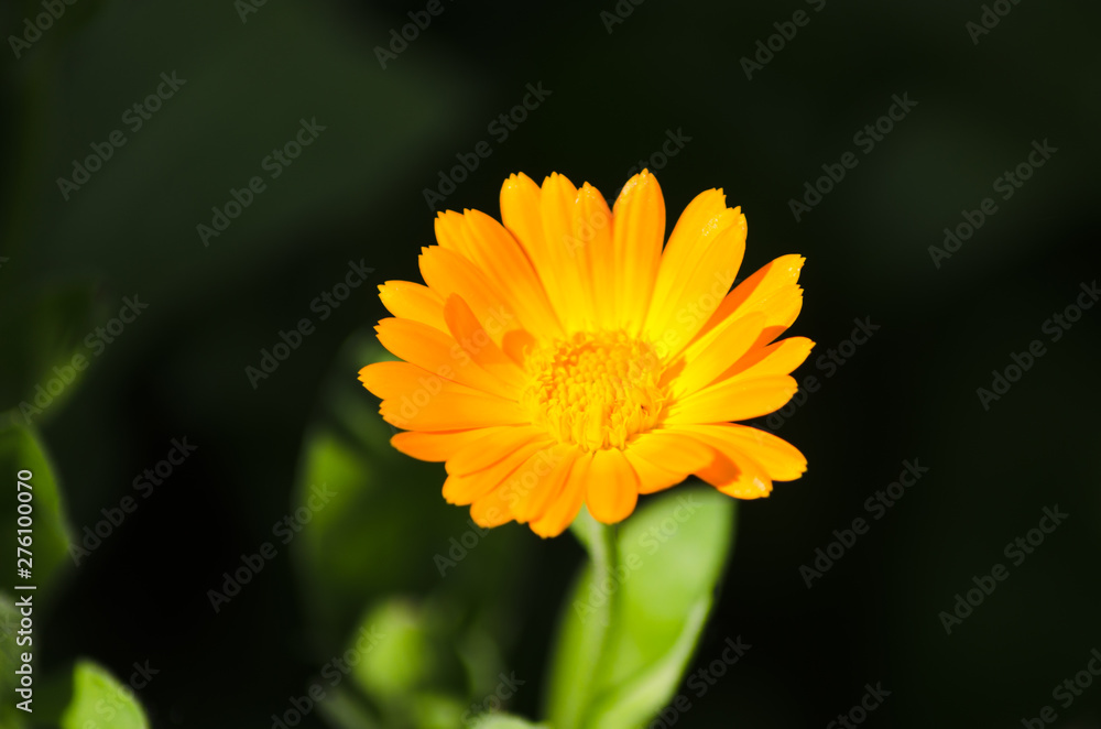 calendula closeup, beautiful orange flower calendula closeup, beautiful orange flower