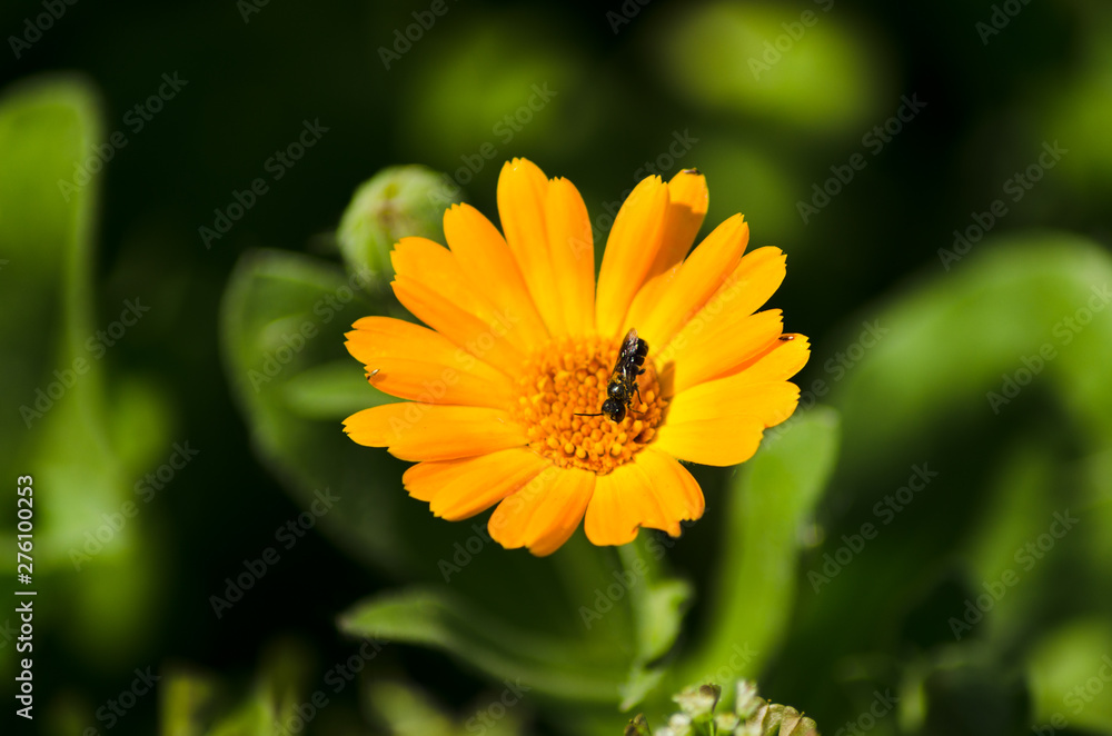 calendula closeup, beautiful orange flower calendula closeup, beautiful orange flower