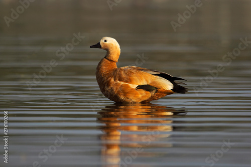 Brahminy duck, Bhigvan, Pune, Maharashtra, India