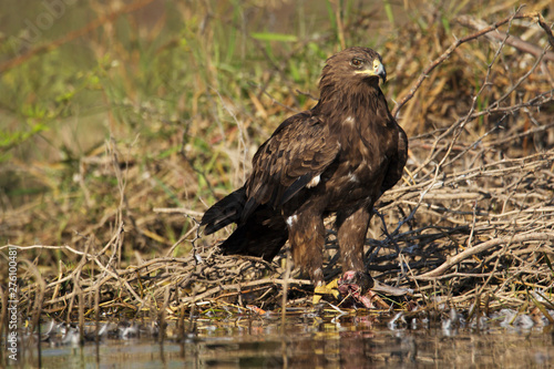 Greater spotted eagle, Bhigvan, Pune, Maharashtra, India photo