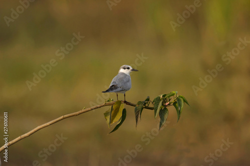 Little tern, Bhigavan, Pune, Maharashtra, India