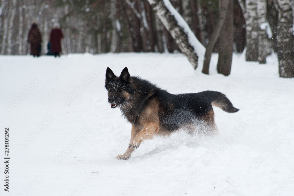 East European Shepherd playing in the snow