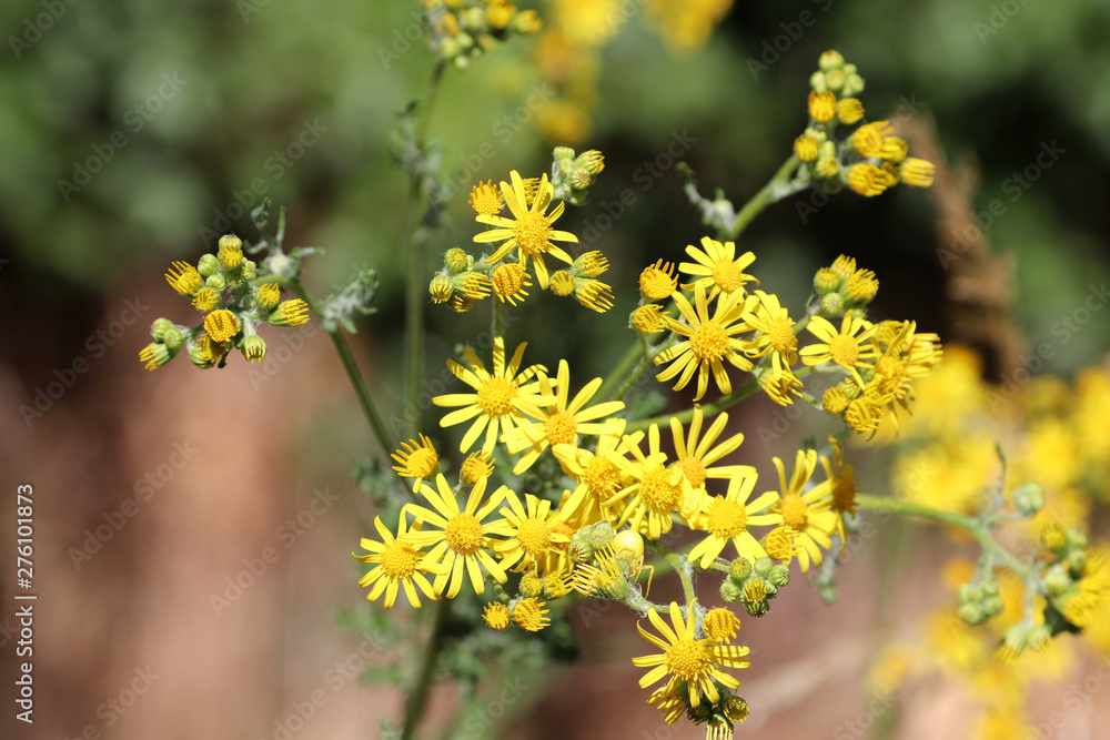 Des fleurs sauvages jaunes dans la campagne Des fleurs sauvages jaunes dans la campagne