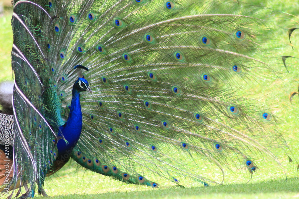 Obraz premium Peacock