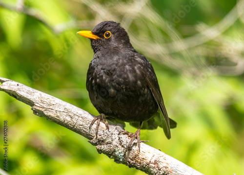 blackbird