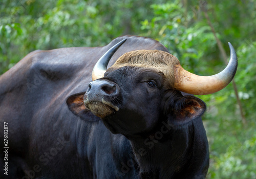 Bos gaurus  is resting in the natural forest. photo