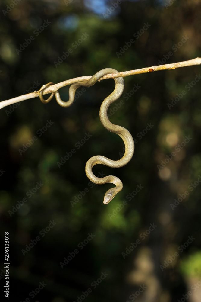 Obraz premium Ahetulla perroteti, Ooty, Tamil Nadu, India