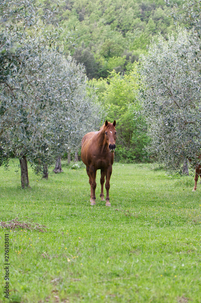 Wilde Pferde zwischen Olivenbäume
