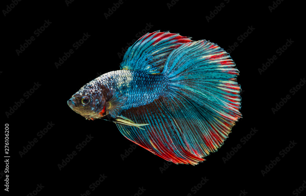 Fototapeta premium siamese betta fighting with beautiful colors on black background 