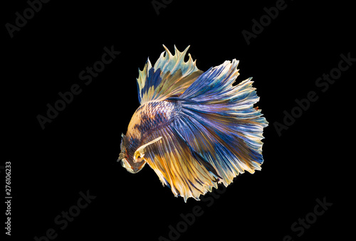 siamese betta fighting with beautiful colors on black background 