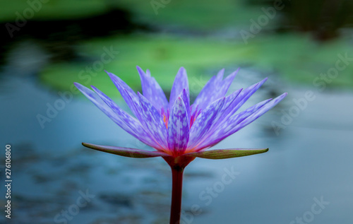 Purple Lotus flowers bloom beautifully in the pool in the Sun in morning sun slowly so soft.