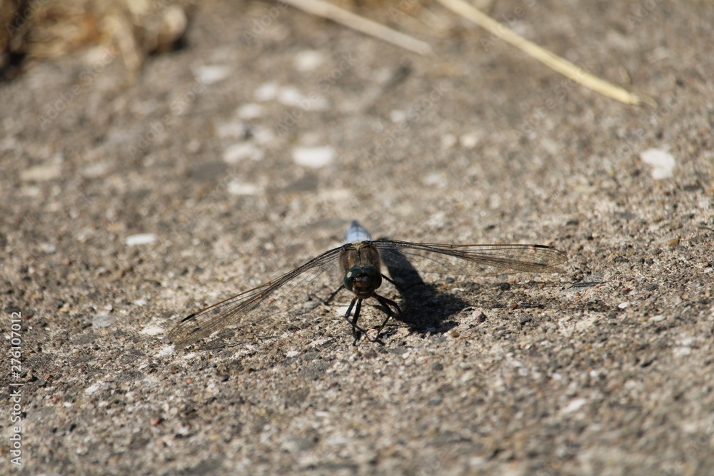 Dragonfly concrete in the extreme closeup from the front Dragonfly concrete in the extreme closeup from the front