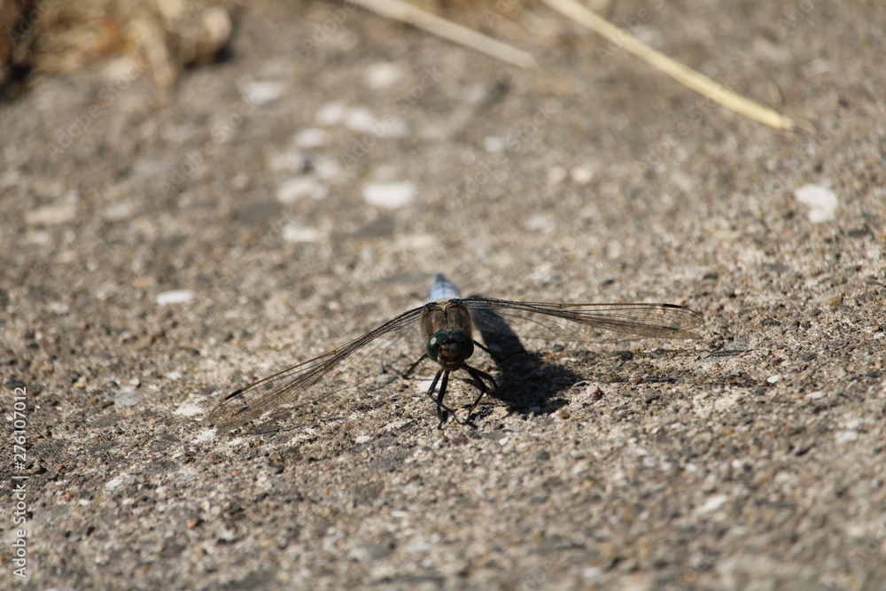 Dragonfly concrete in the extreme closeup from the front