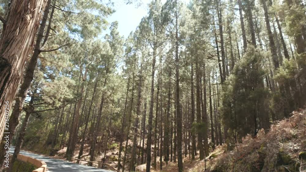 POV driving through a pine forest in mountains. Point of view driving,view from inside the car on pine forest in summer. POV driving through a pine forest in mountains. Point of view driving,view from inside the car on pine forest in summer.