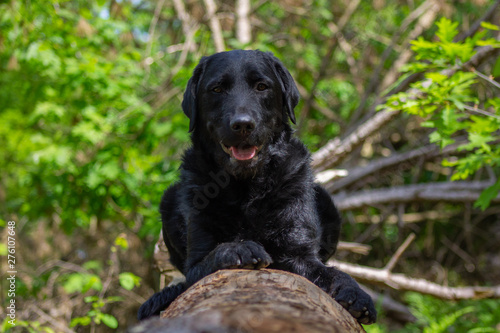 Black Labrador dog lying on a tree trunk with green leaves in background