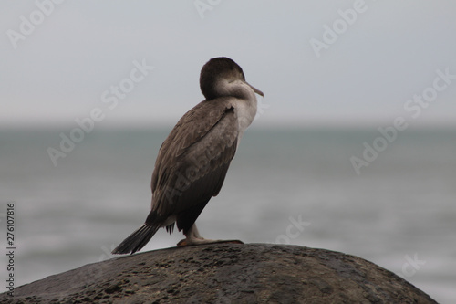 Shag sitting an a Moeraki Boulder in New-Zealand