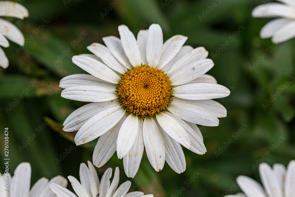 Fototapeta premium close up of a white daisy blooming uptown