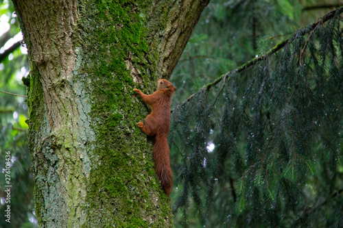 Gewone rode eekhoorn klimt in een eikenboom via de stam photo