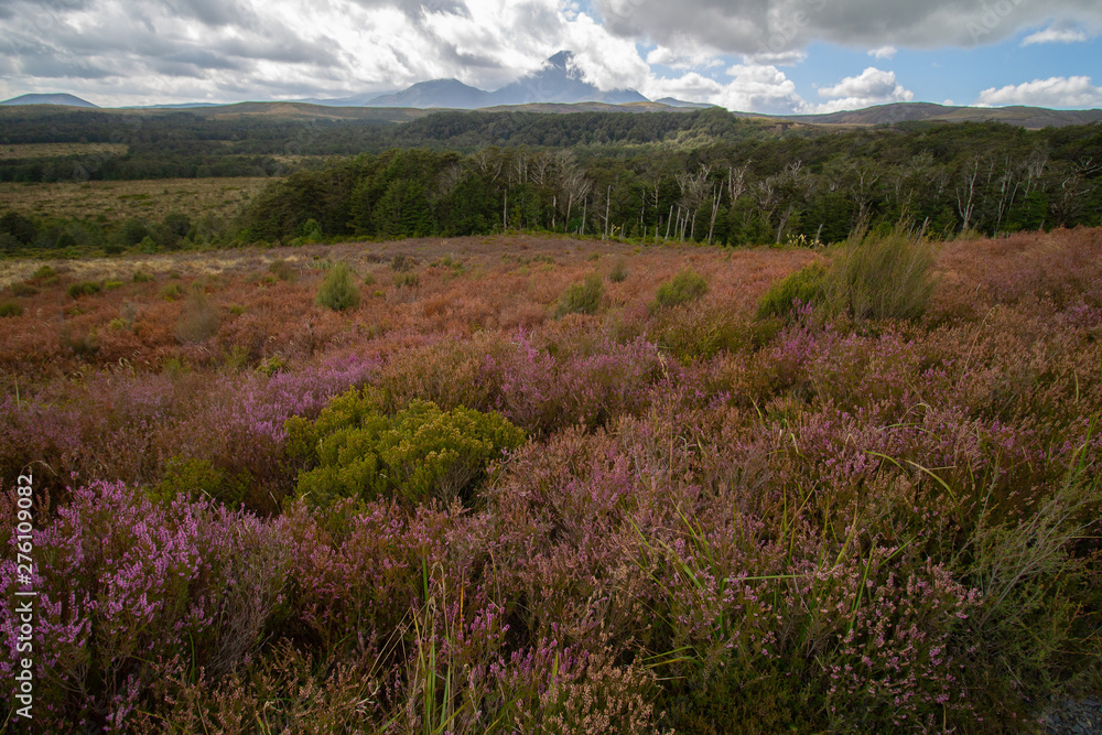 heath field with collorfull purple, green and orange landscape