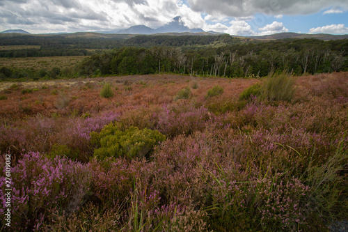 heath field with collorfull purple, green and orange landscape © Marco